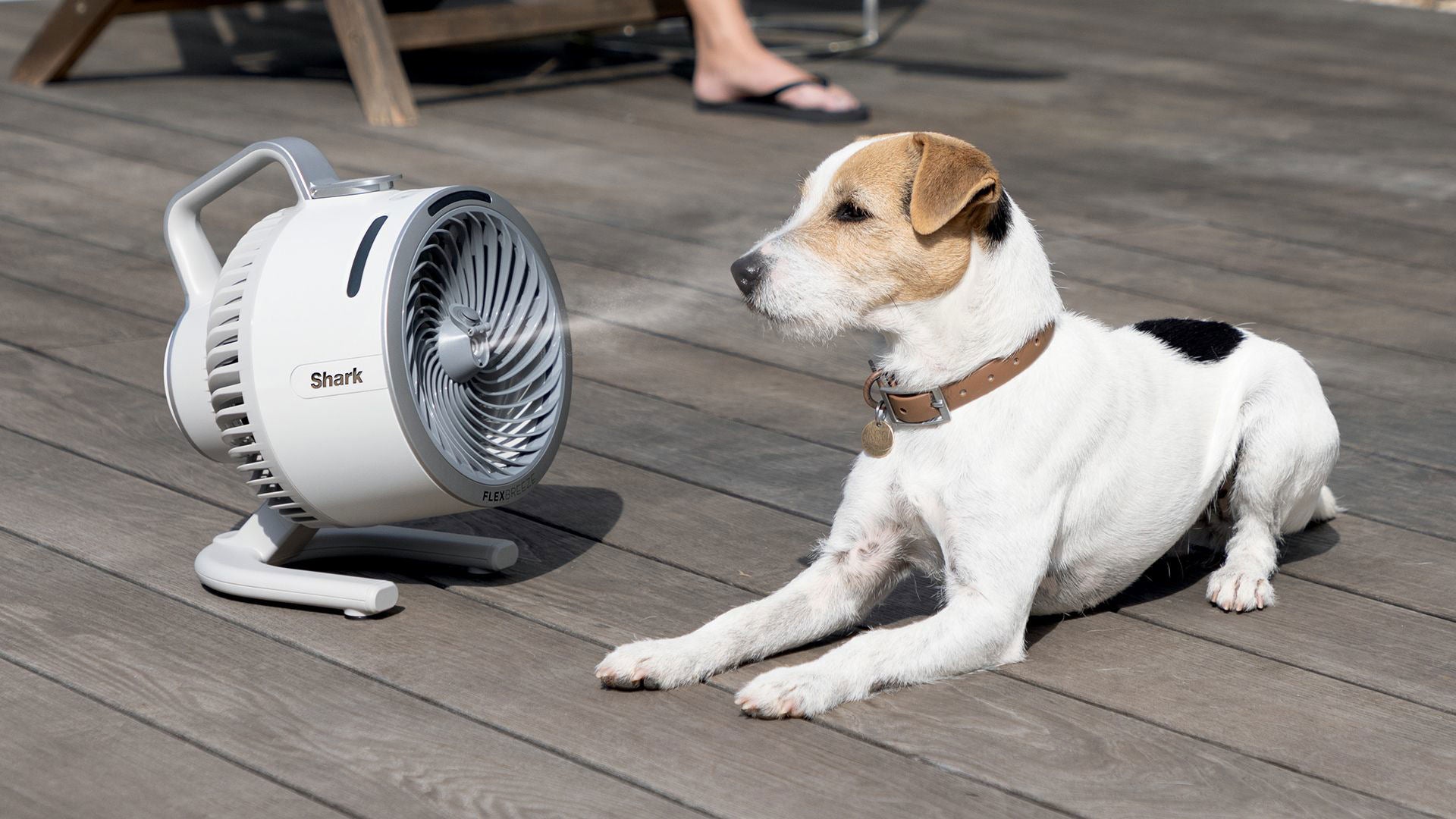 Flat lay of beauty and skincare products arranged around eucalyptus leaves on white background,  YelloPaw beauty & cosmetics collections.